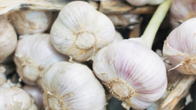 Garlic toward the beginning of the day has medical advantages